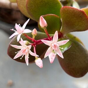 Meet your Posher, Rayn